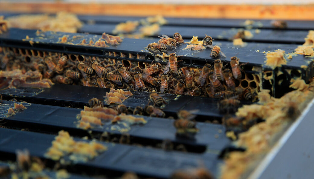 UB bee hives